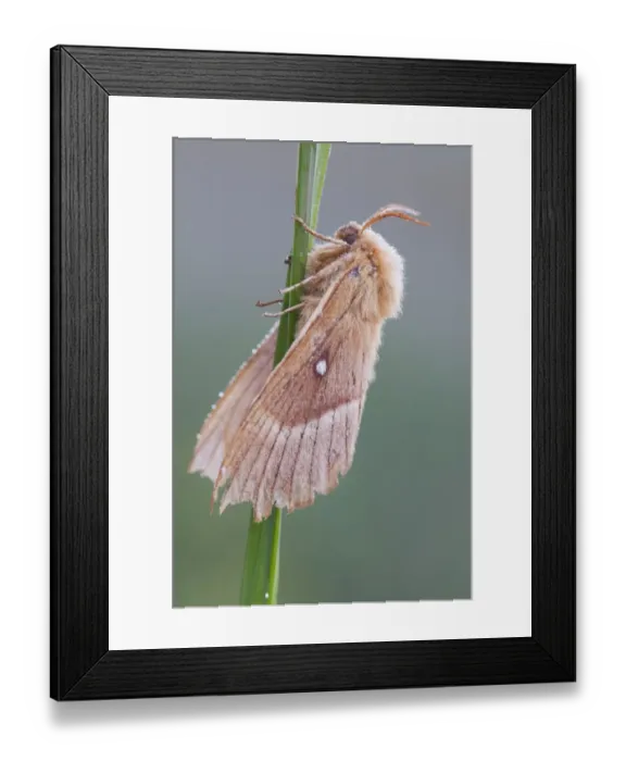 Framed Print : butterfly, exterior views, morning dew, natural environment, niedersachsen, wildlife Framed Print : butterfly, exterior views, morning dew, natural environment, niedersachsen, wildlife