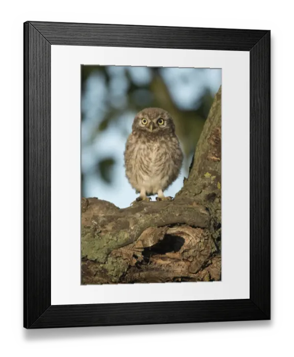 Framed Print : aves, cropped, exterior views, head shots, juvenile, looks, natural environment, niedersachsen Framed Print : aves, cropped, exterior views, head shots, juvenile, looks, natural environment, niedersachsen