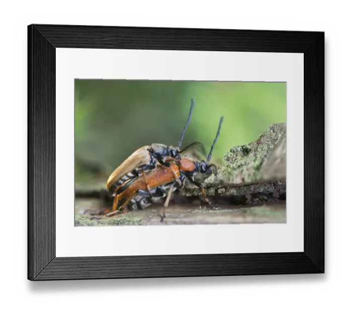 Framed Print : couple, detail, exterior views, extreme close up, macro, mating, natural environment Framed Print : couple, detail, exterior views, extreme close up, macro, mating, natural environment