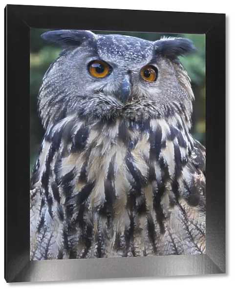 attention, attentive, bubo bubo, cropped, exterior views, head shots, looking out