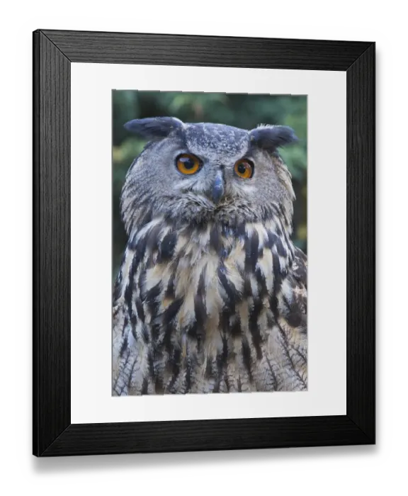 Framed Print : attention, attentive, bubo bubo, cropped, exterior views, head shots, looking out Framed Print : attention, attentive, bubo bubo, cropped, exterior views, head shots, looking out