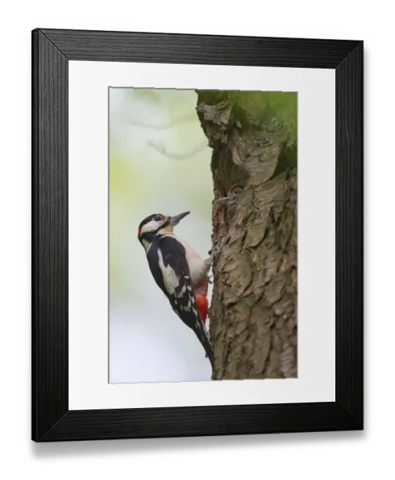 Framed Print : bark, birds nest, black, chick, colorful, little, looking out, natural environment