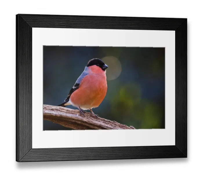 Framed Print : Eurasian bullfinch (Pyrrhula pyrrhula), male sits on deadwood, Emsland, Lower Saxony, Germany