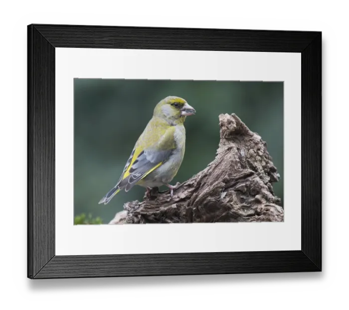 Framed Print : European greenfinch (Carduelis chloris) sits on deadwood, Emsland, Lower Saxony, Germany Framed Print : European greenfinch (Carduelis chloris) sits on deadwood, Emsland, Lower Saxony, Germany