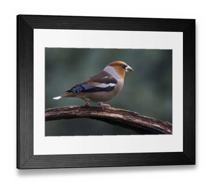 Framed Print : Hawfinch (Coccothraustes coccothraustes) sits on branch, Emsland, Lower Saxony, Germany Framed Print : Hawfinch (Coccothraustes coccothraustes) sits on branch, Emsland, Lower Saxony, Germany