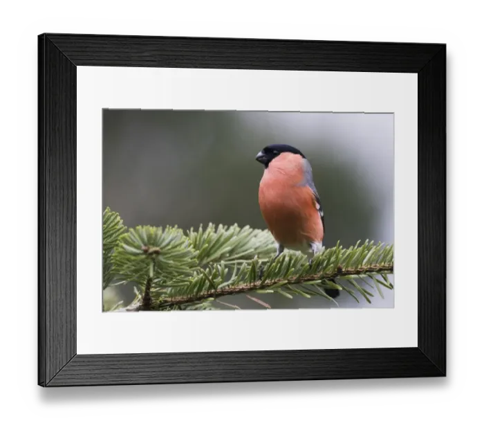 Framed Print : Bullfinch (Pyrrhula pyrrhula), sits on twig of a spruce, Emsland, Lower Saxony, Germany Framed Print : Bullfinch (Pyrrhula pyrrhula), sits on twig of a spruce, Emsland, Lower Saxony, Germany