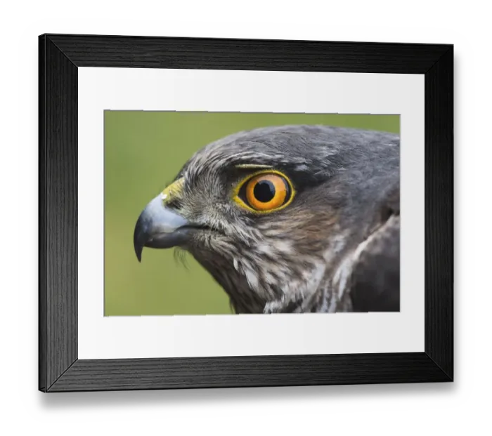 Framed Print : Eurasian sparrowhawk (Accipiter nisus), animal portrait, Emsland, Lower Saxony, Germany Framed Print : Eurasian sparrowhawk (Accipiter nisus), animal portrait, Emsland, Lower Saxony, Germany