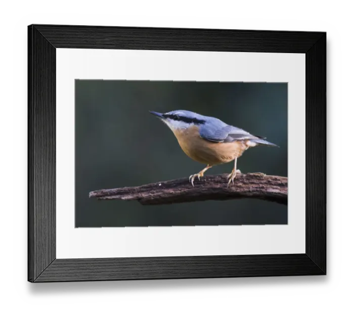 Framed Print : Eurasian nuthatch (Sitta europaea) sits on a branch, Emsland, Lower Saxony, Germany Framed Print : Eurasian nuthatch (Sitta europaea) sits on a branch, Emsland, Lower Saxony, Germany