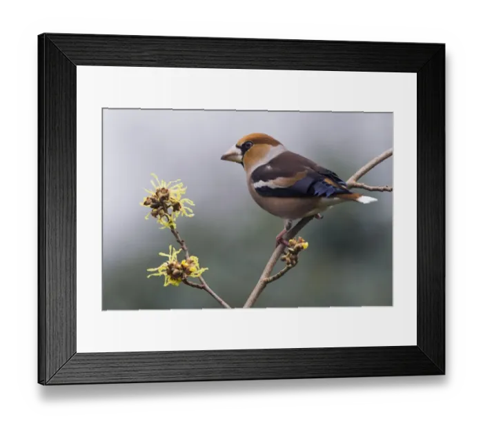 Framed Print : Hawfinch (Coccothraustes coccothraustes), sitting on a branch of the Witch-hazel, Emsland, Lower Saxony, Germany