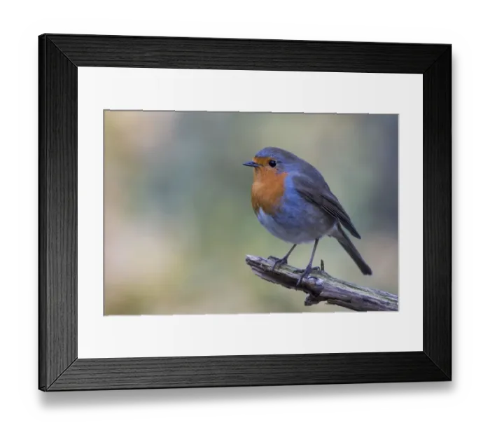 Framed Print : European robin (Erithacus rubecula) sits on branch, Emsland, Lower Saxony, Germany Framed Print : European robin (Erithacus rubecula) sits on branch, Emsland, Lower Saxony, Germany