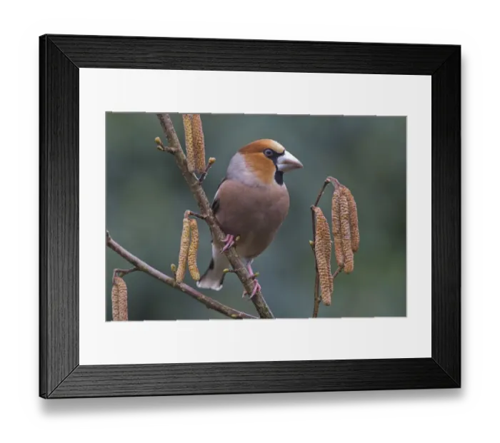 Framed Print : Hawfinch (Coccothraustes coccothraustes) sits on branch of a blooming hazelnut bush, Emsland, Lower Saxony, Germany Framed Print : Hawfinch (Coccothraustes coccothraustes) sits on branch of a blooming hazelnut bush, Emsland, Lower Saxony, Germany