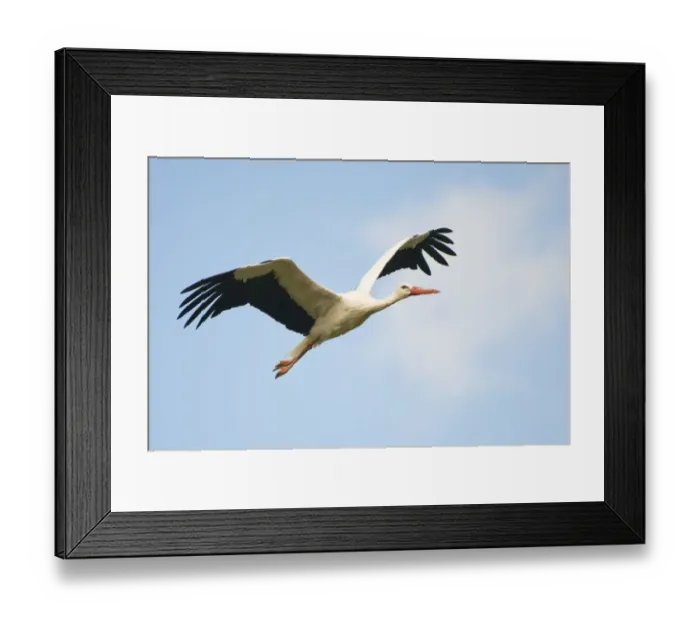 Framed Print : ciconiidae, cloudless, exterior views, german, natural environment, nordrhein-westfalen Framed Print : ciconiidae, cloudless, exterior views, german, natural environment, nordrhein-westfalen