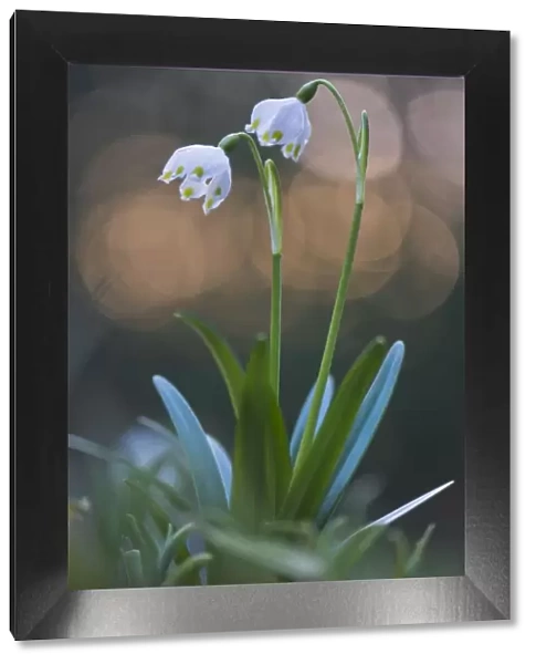 amaryllidaceae, atmospheric, blurred, blurry, bokeh, detail, garden, niedersachsen