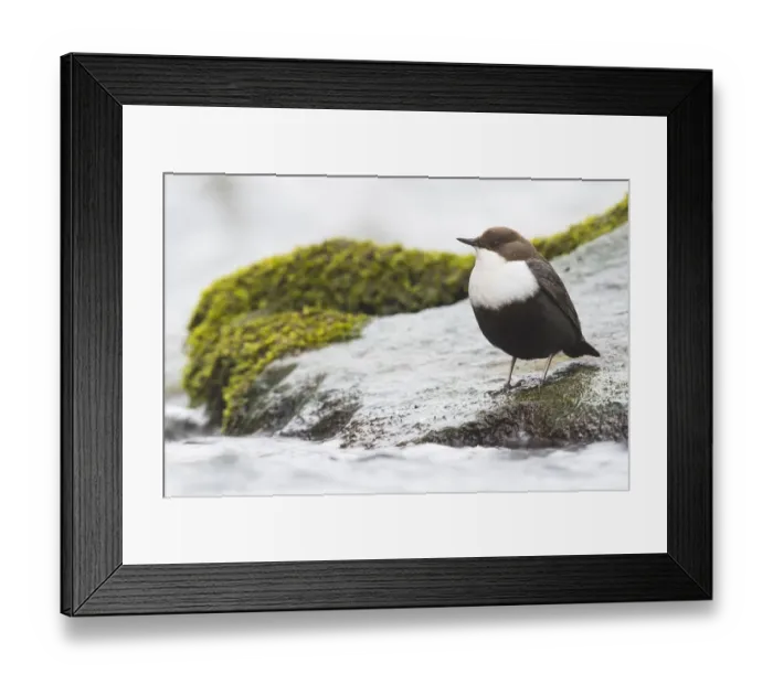 Framed Print : White-throated Dipper (Cinclus cinclus) sits on stone in a stream, Emsland, Lower Saxony, Germany Framed Print : White-throated Dipper (Cinclus cinclus) sits on stone in a stream, Emsland, Lower Saxony, Germany