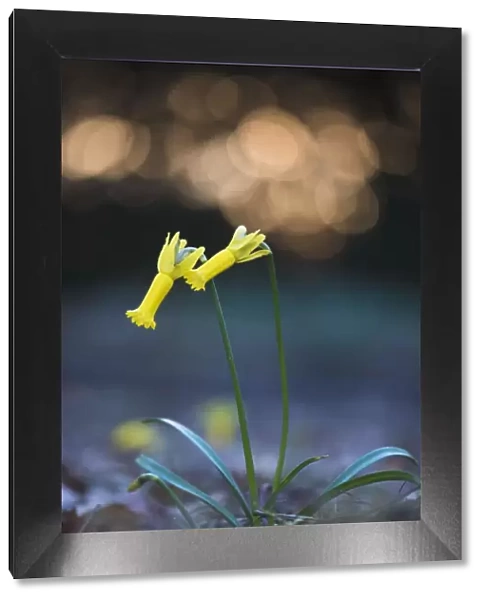 amaryllidaceae, atmospheric, backlit, blossoming, blurred, blurry, bokeh, cropped