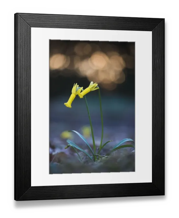 Framed Print : amaryllidaceae, atmospheric, backlit, blossoming, blurred, blurry, bokeh, cropped Framed Print : amaryllidaceae, atmospheric, backlit, blossoming, blurred, blurry, bokeh, cropped