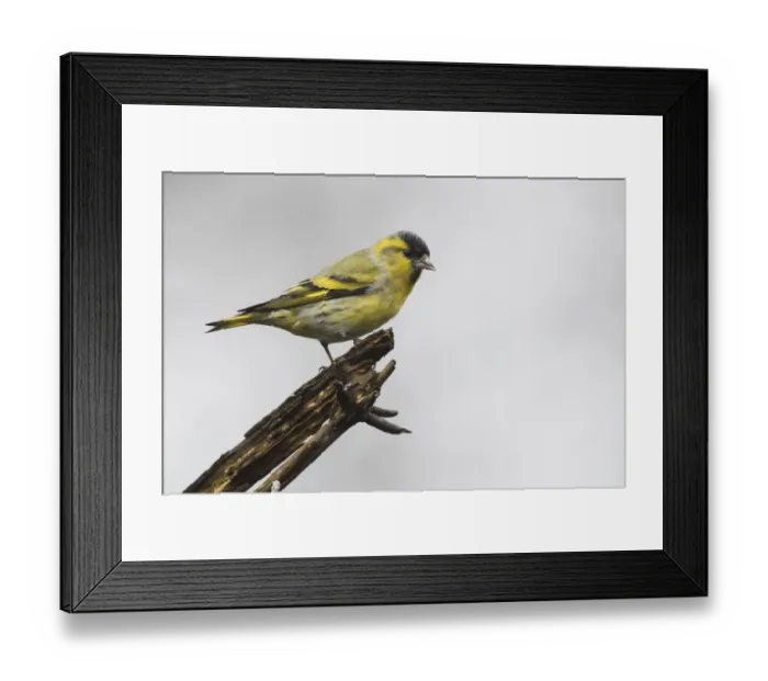 Framed Print : Eurasian siskin (Carduelis spinus), male, sitting on deadwood, Emsland, Lower Saxony, Germany Framed Print : Eurasian siskin (Carduelis spinus), male, sitting on deadwood, Emsland, Lower Saxony, Germany