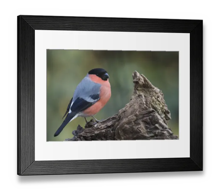Framed Print : Bullfinch (Pyrrhula pyrrhula), sits on deadwood, Emsland, Lower Saxony, Germany Framed Print : Bullfinch (Pyrrhula pyrrhula), sits on deadwood, Emsland, Lower Saxony, Germany