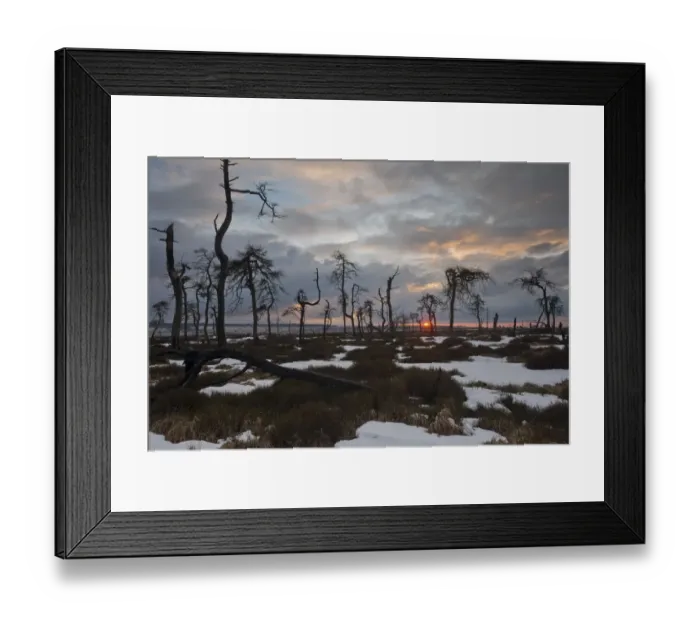 Framed Print : afterglow, atmospheric, belgian, conifer, dim, evenings, moorland, pine, pinus, reserve Framed Print : afterglow, atmospheric, belgian, conifer, dim, evenings, moorland, pine, pinus, reserve