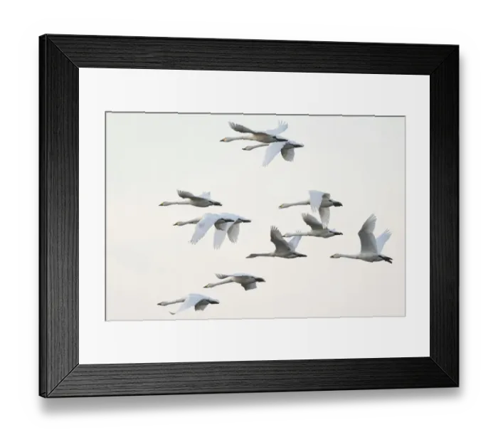 Framed Print : Bewicks swans (Cygnus bewickii), flock in flight, Emsland, Lower Saxony, Germany Framed Print : Bewicks swans (Cygnus bewickii), flock in flight, Emsland, Lower Saxony, Germany