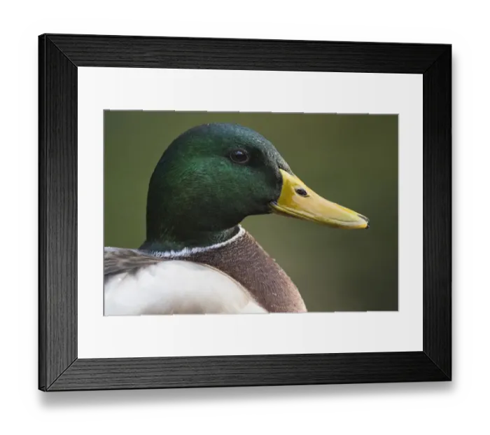 Framed Print : Mallard (Anas platyrhynchos), male, portrait, Lower Saxony, Germany Framed Print : Mallard (Anas platyrhynchos), male, portrait, Lower Saxony, Germany