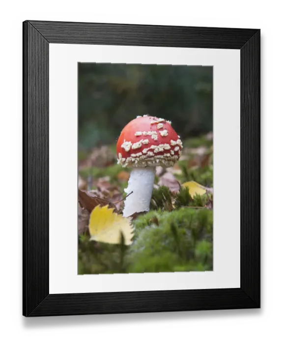 Framed Print : Fly agaric or fly amanita (Amanita muscaria) amongst moss, Emsland, Lower Saxony, Germany