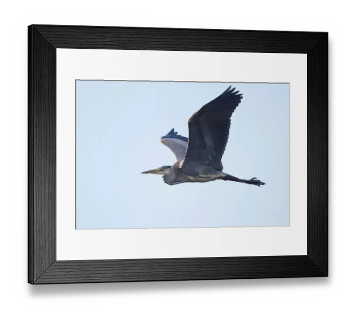 Framed Print : Grey heron (Ardea cinerea) in flight, Emsland, Lower Saxony, Germany Framed Print : Grey heron (Ardea cinerea) in flight, Emsland, Lower Saxony, Germany
