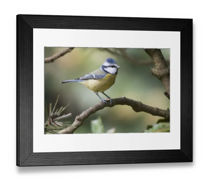 Framed Print : Blue Tit (Parus caeruleus) sitting on branch, Lower Saxony, Germany