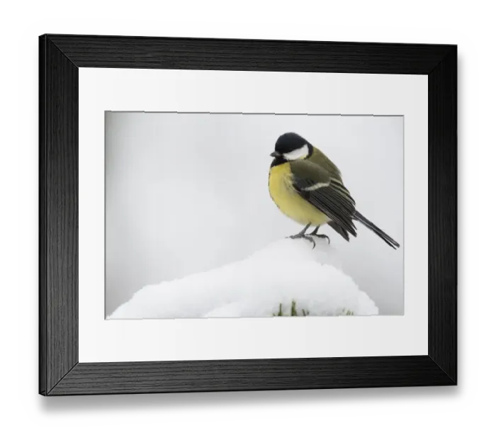 Framed Print : Great tit (Parus major) in the snow, Emsland, Lower Saxony, Germany