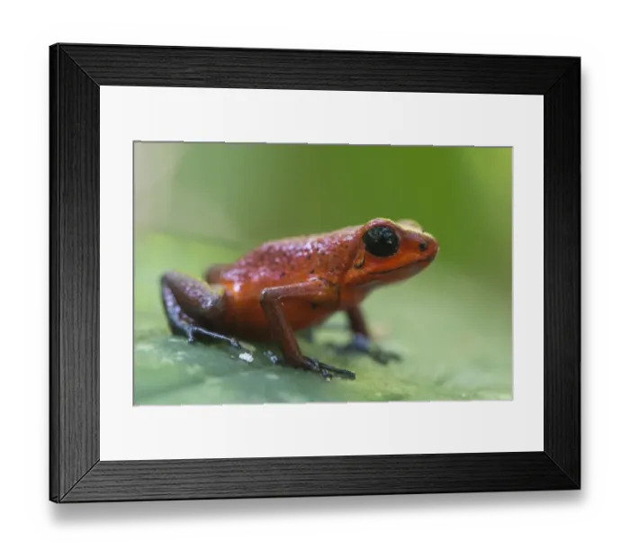 Framed Print : american, americas, black eyes, extreme close up, macro, poison dart frog, reserve
