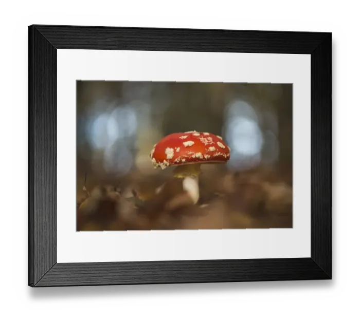Framed Print : Fly agaric or fly amanita (Amanita muscaria) amongst leaves, Emsland, Lower Saxony, Germany