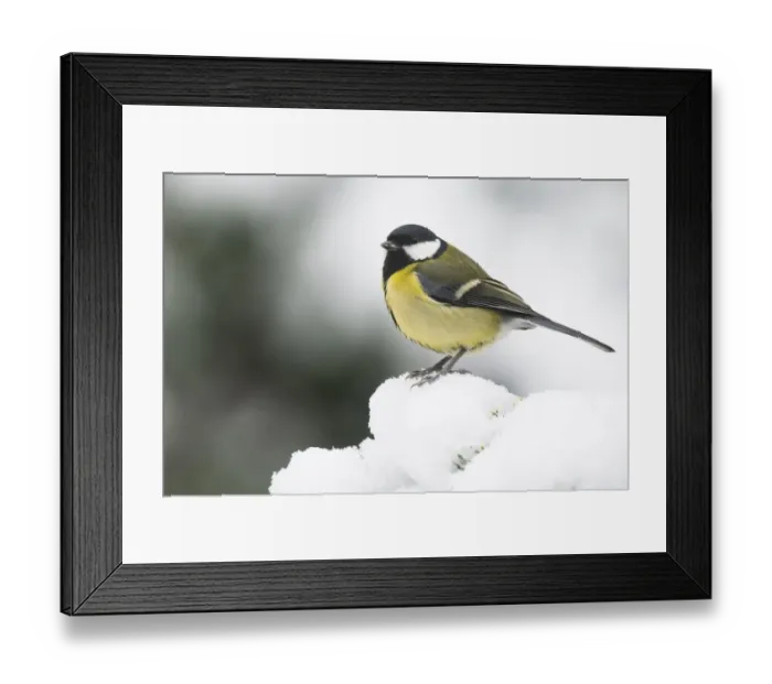 Framed Print : Great tit (Parus major) in the snow, Emsland, Lower Saxony, Germany Framed Print : Great tit (Parus major) in the snow, Emsland, Lower Saxony, Germany