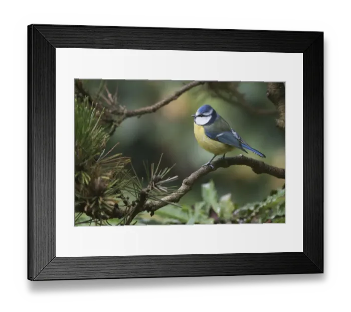 Framed Print : blue tit, conifer, niedersachsen, paridae, perch, pine, pinus, wildlife