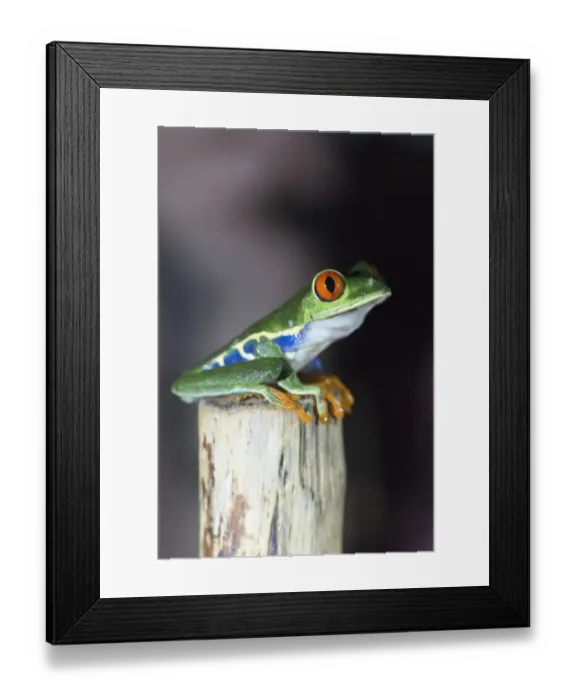 Framed Print : Red-eyed tree frog (Agalychnis callidryas) sitting on branch, Alajuela Province, Costa Rica Framed Print : Red-eyed tree frog (Agalychnis callidryas) sitting on branch, Alajuela Province, Costa Rica