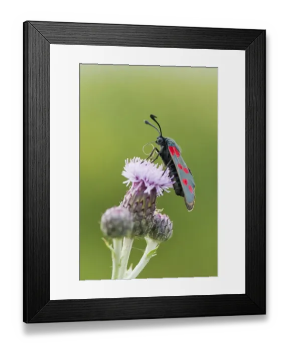 Framed Print : asteraceae, blossoming, burnet moth, butterfly, compositae, emsland, insecta, natural environment Framed Print : asteraceae, blossoming, burnet moth, butterfly, compositae, emsland, insecta, natural environment