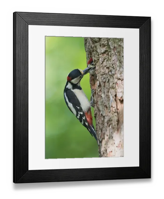 Framed Print : animal feed, aves, behavior, bird figures, breeding, dendrocopos major, emsland, fledgling Framed Print : animal feed, aves, behavior, bird figures, breeding, dendrocopos major, emsland, fledgling