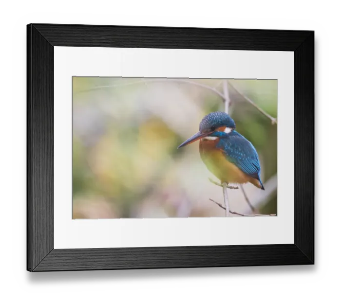 Framed Print : alcedinidae, alcedo atthis, aves, coraciiformes, emsland, natural environment, niedersachsen Framed Print : alcedinidae, alcedo atthis, aves, coraciiformes, emsland, natural environment, niedersachsen