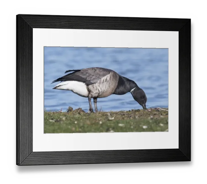 Framed Print : adult animal, anserinae, anserini, aves, branta bernicla hrota, branta bernicla, brant goose Framed Print : adult animal, anserinae, anserini, aves, branta bernicla hrota, branta bernicla, brant goose