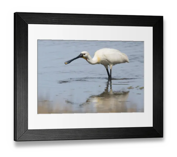 Framed Print : adult animal, adult bird, aves, common spoonbill, dutch, holland, in water, natural environment