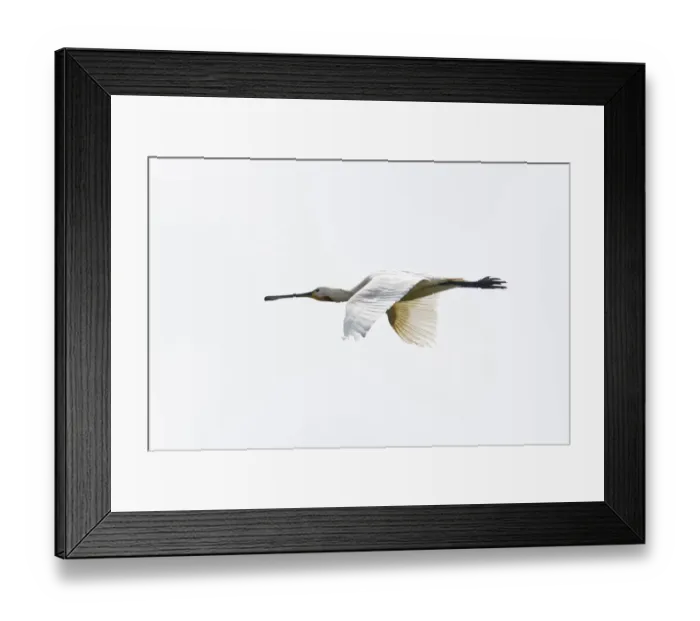 Framed Print : aves, common spoonbill, dutch, holland, natural environment, nederland, out, platalea leucorodia Framed Print : aves, common spoonbill, dutch, holland, natural environment, nederland, out, platalea leucorodia