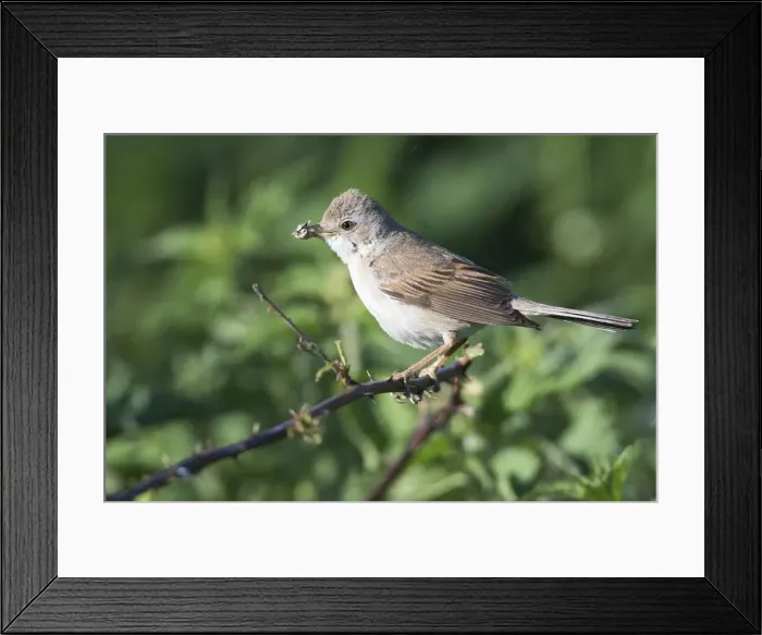 Framed Print : aves, common whitethroat, emsland, natural environment, niedersachsen, norddeutschland Framed Print : aves, common whitethroat, emsland, natural environment, niedersachsen, norddeutschland