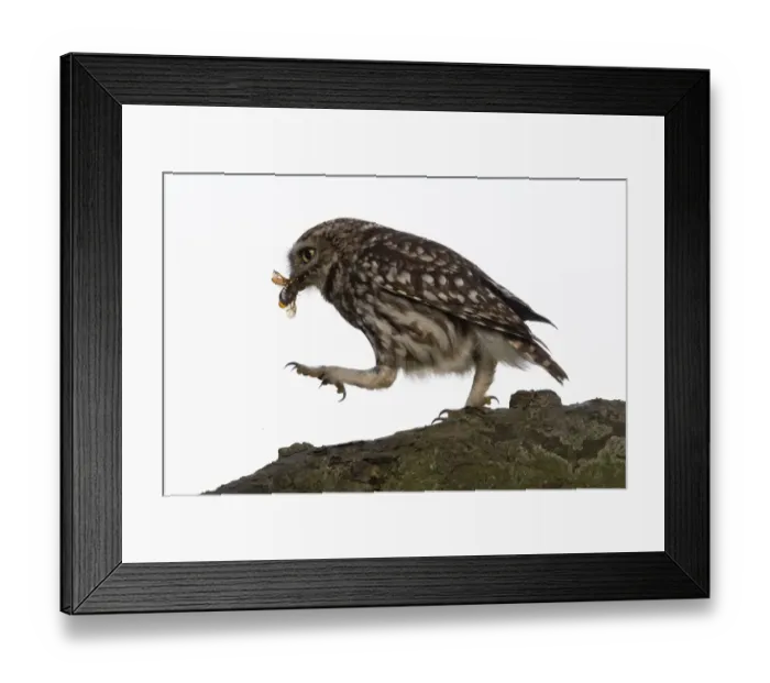 Framed Print : athene noctua, aves, cockchafer, coleoptera, diurnal bird of prey, emsland, falconiformes