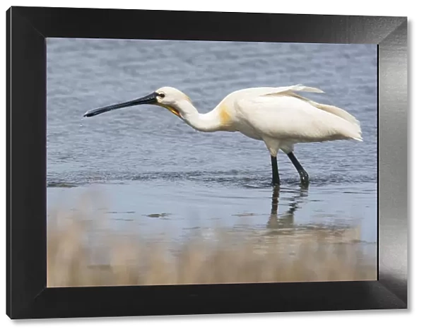 adult animal, adult bird, aves, common spoonbill, dutch, holland, in water, natural environment