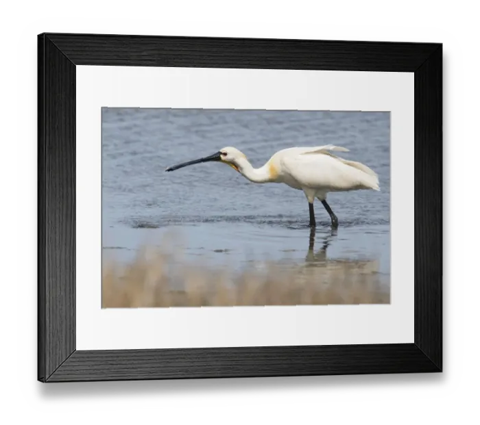 Framed Print : adult animal, adult bird, aves, common spoonbill, dutch, holland, in water, natural environment Framed Print : adult animal, adult bird, aves, common spoonbill, dutch, holland, in water, natural environment