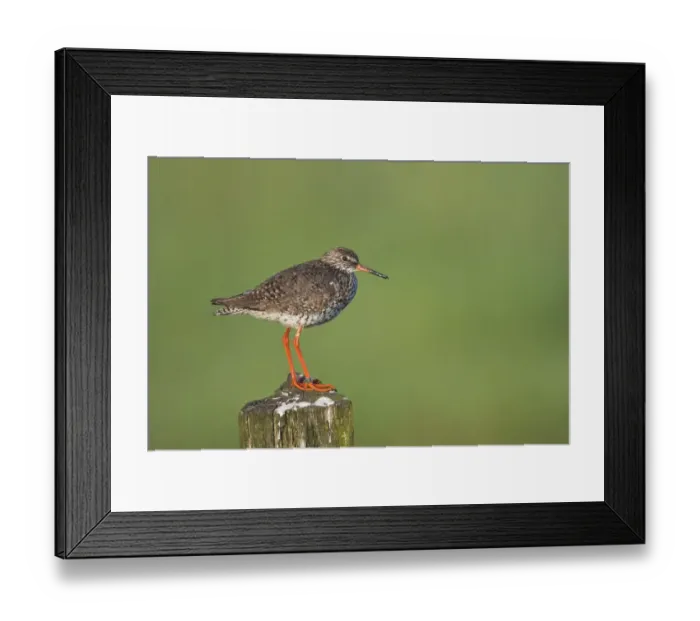 Framed Print : common redshank, emsland, green, natural environment, niedersachsen, norddeutschland Framed Print : common redshank, emsland, green, natural environment, niedersachsen, norddeutschland