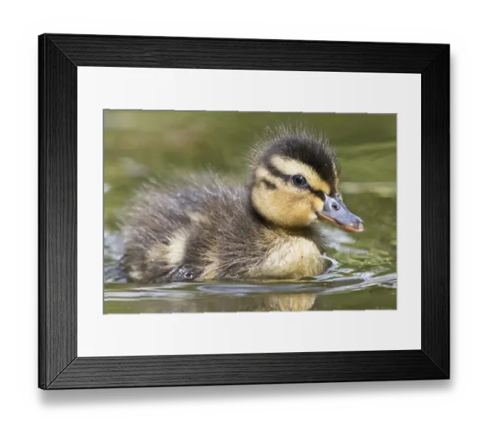 Framed Print : anas platyrhynchos, aves, chick, emsland, fledgling, german, in water, juvenile, little Framed Print : anas platyrhynchos, aves, chick, emsland, fledgling, german, in water, juvenile, little