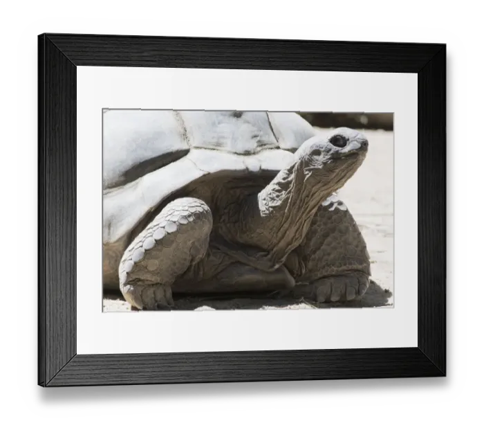 Framed Print : Erhard Nerger Photography Framed Print : Erhard Nerger Photography