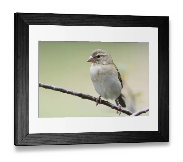 Framed Print : african, aves, female, foudia madagascariensis, natural environment, praslin, red fody