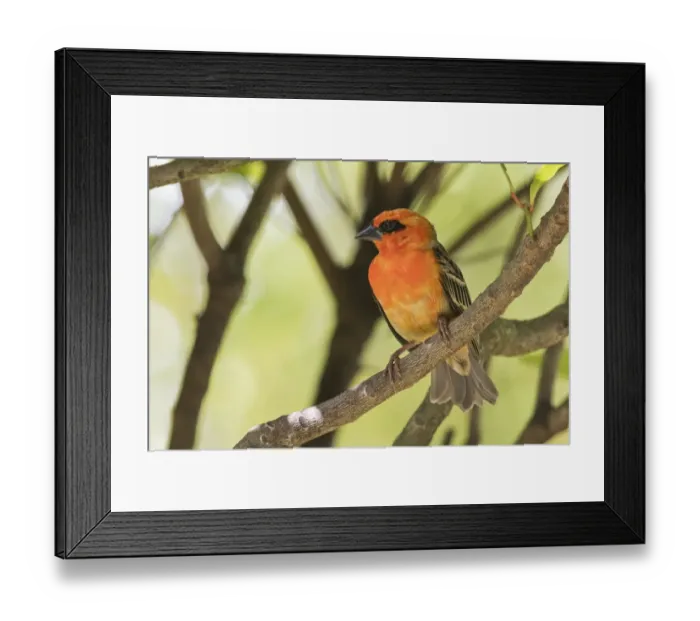 Framed Print : adult animal, adult bird, african, aves, exotic, foudia madagascariensis, natural environment Framed Print : adult animal, adult bird, african, aves, exotic, foudia madagascariensis, natural environment