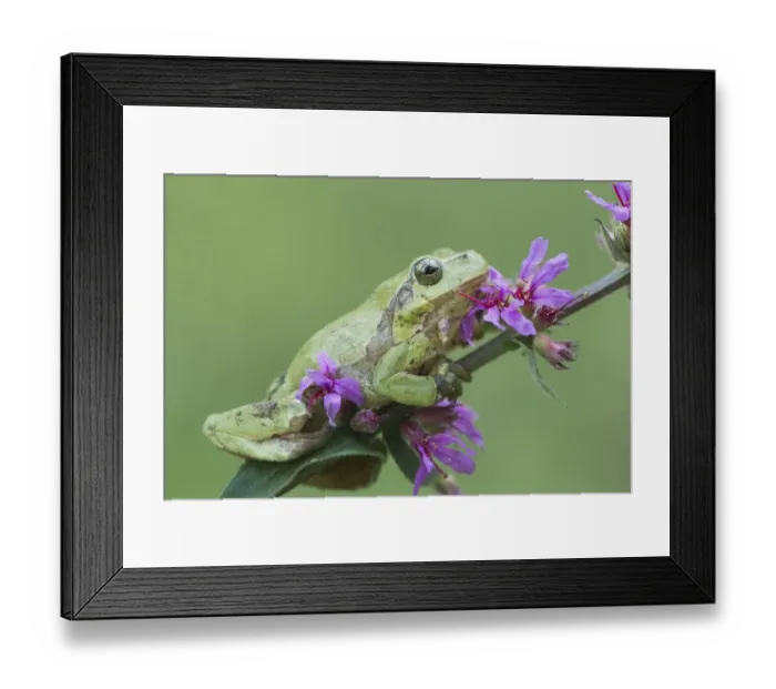 Framed Print : amphibia, blossoming, green, hyla arborea, hylid frog, lythrum salicaria, natural environment Framed Print : amphibia, blossoming, green, hyla arborea, hylid frog, lythrum salicaria, natural environment